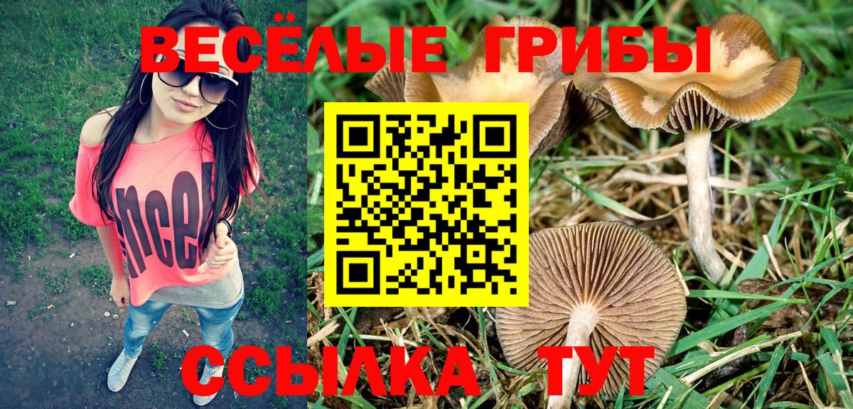 Биробиджан  Галлюциногенные грибы Cubensis  Вход с VPN 
